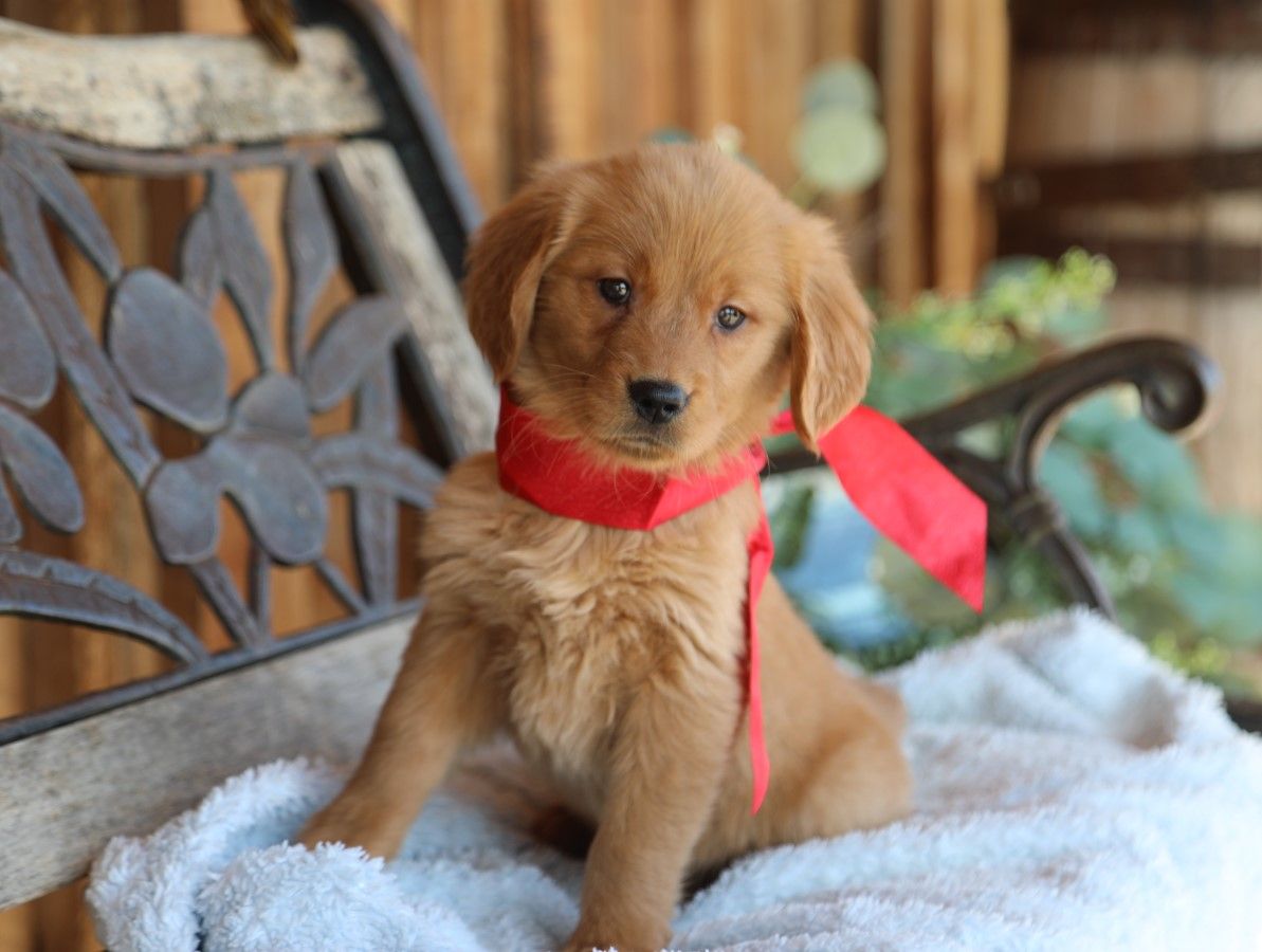  Sweet Pea - Click to meet