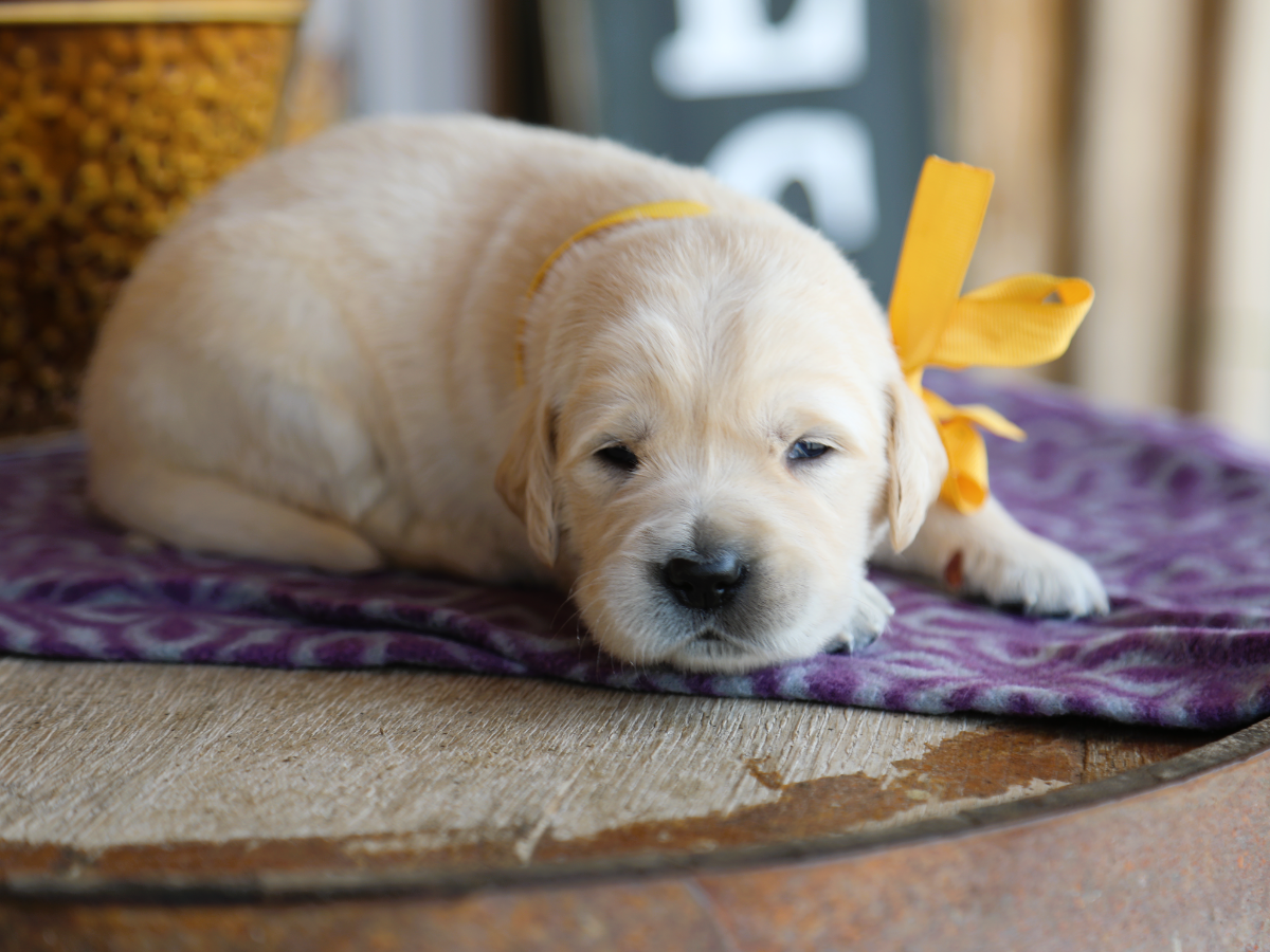 Sunflower • click to meet