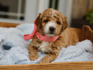 Nina • click to meet