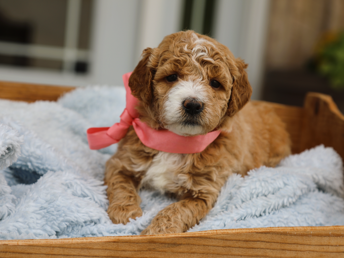 Nina • click to meet