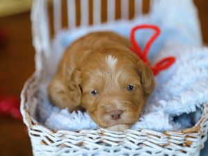 Arthur • click to meet