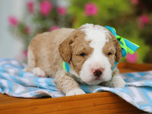 Praline • click to meet