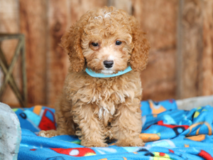 Sherlock • click to meet