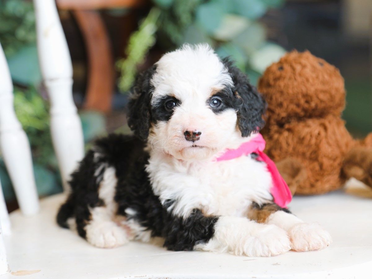 Lacey • Click to Meet