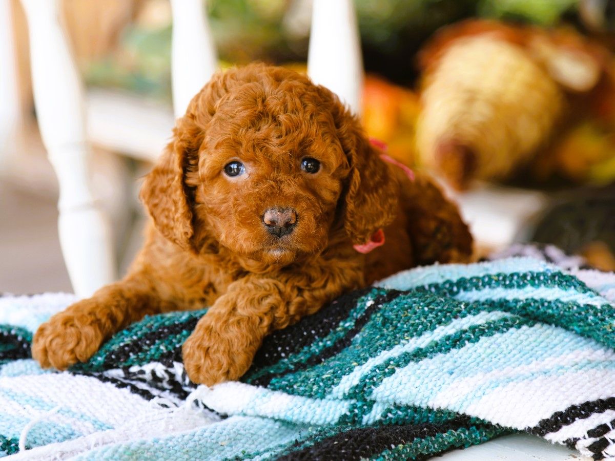 Lenny (3).JPG