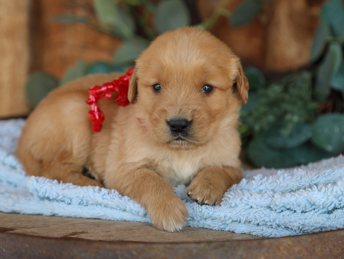 Reggie (1).JPG