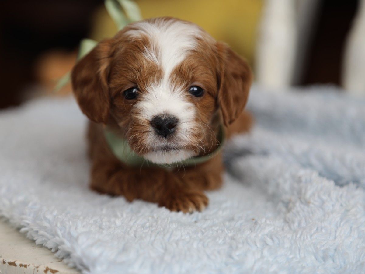 Alfie (3).JPG