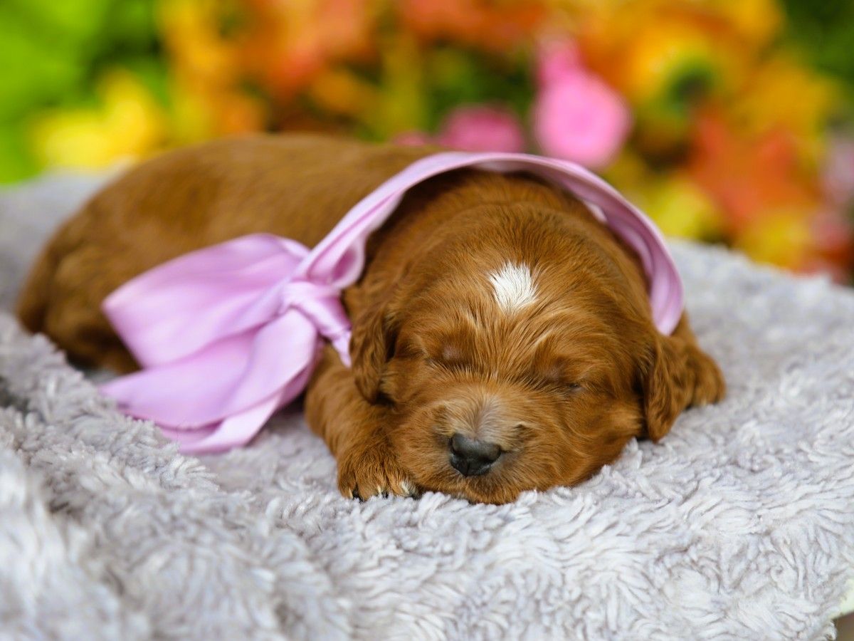 Pumpkin • click to meet