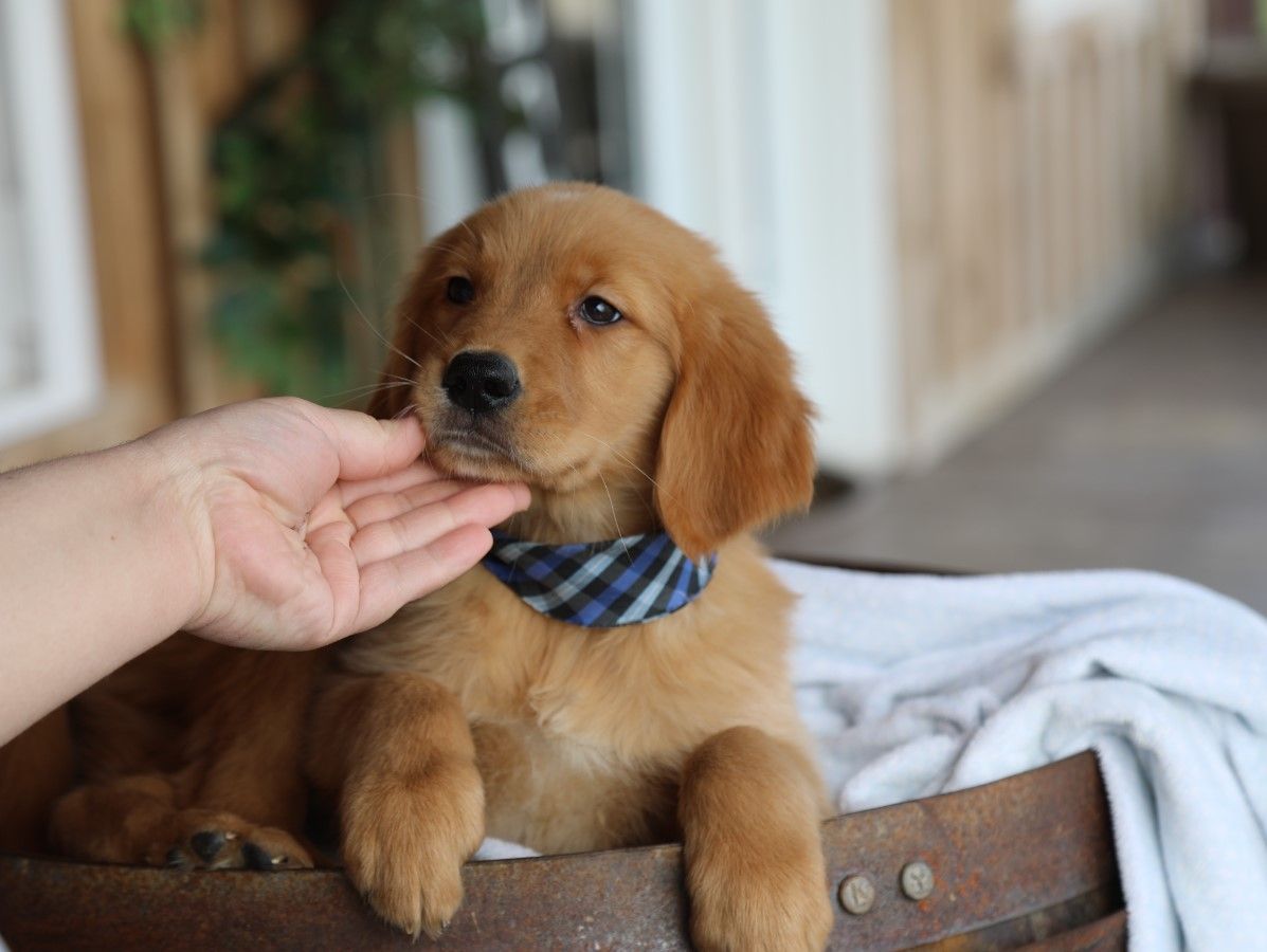 bruno (2).JPG
