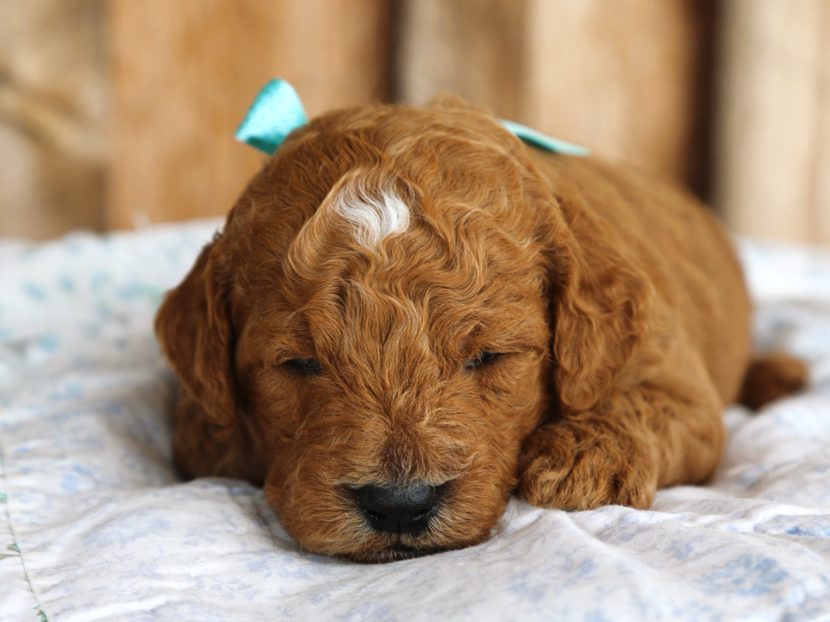 Ember • click to meet