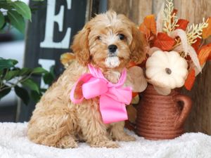 Maple  • Click to meet