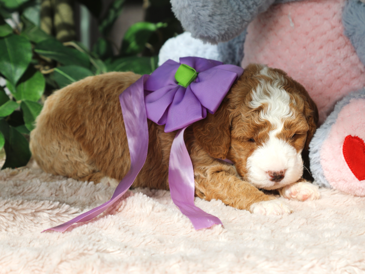 Violet (1).png