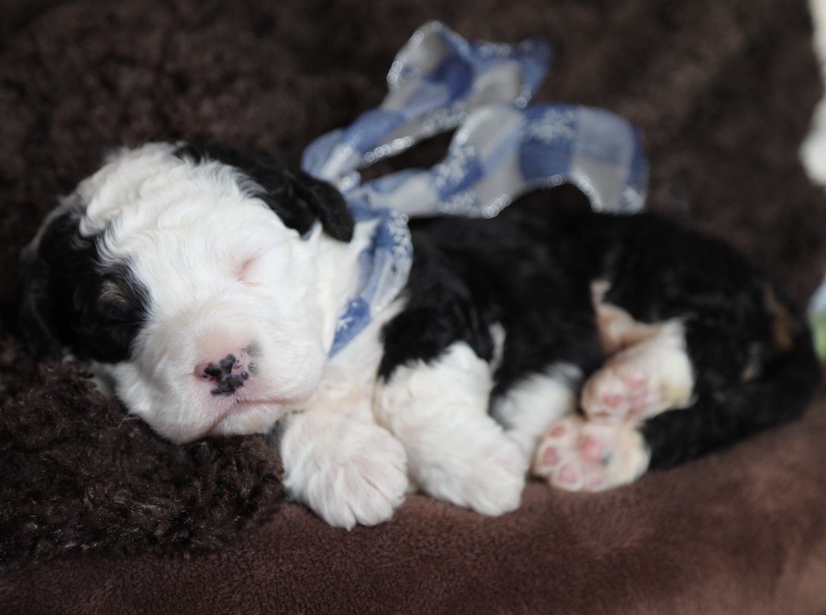 Wisdom - click to meet