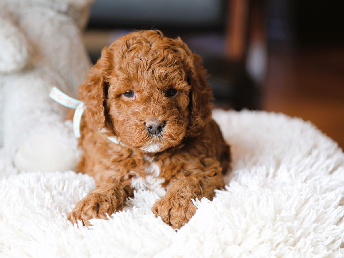 bentley (2).JPG