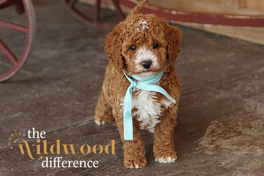 goldendoodle litters (2).png