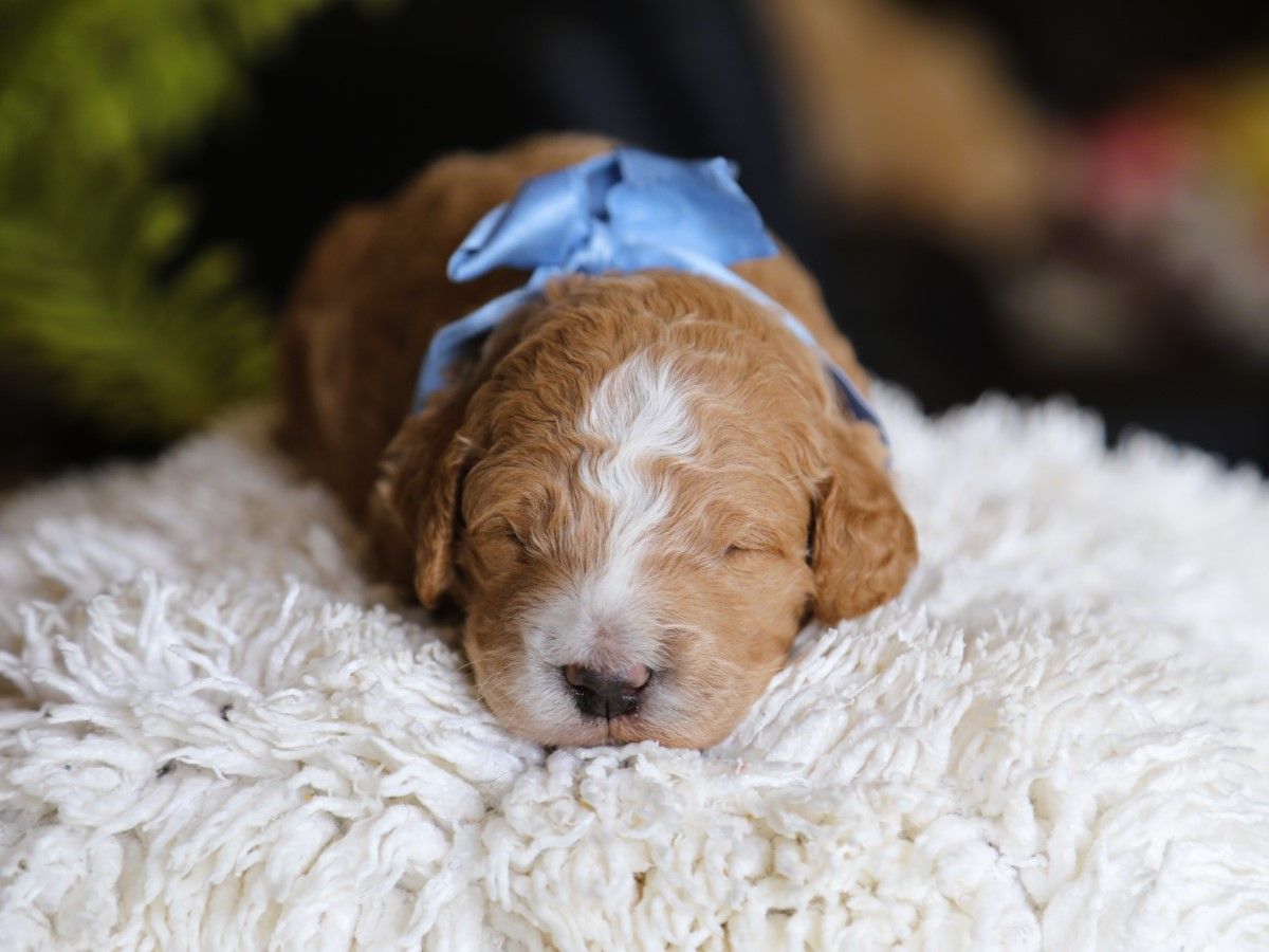 tuxedo (3).JPG
