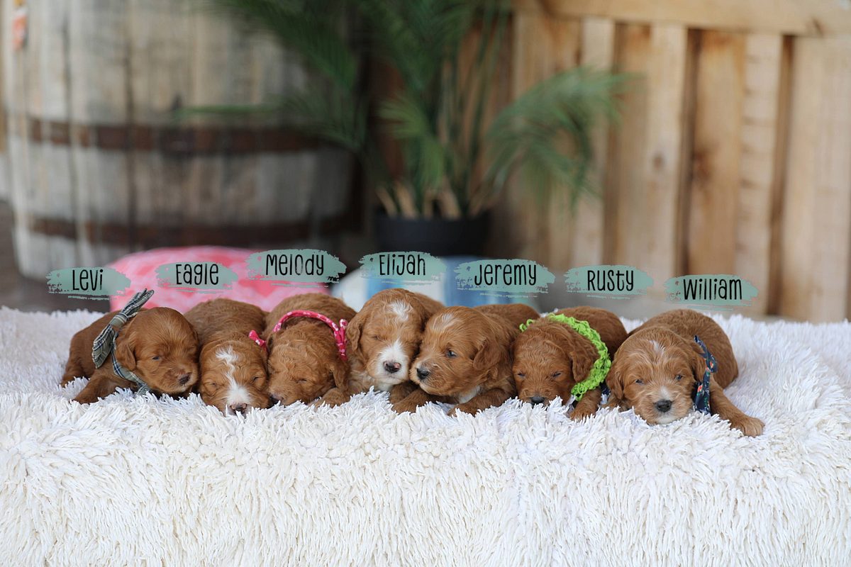 Pearl's Babies • click to meet