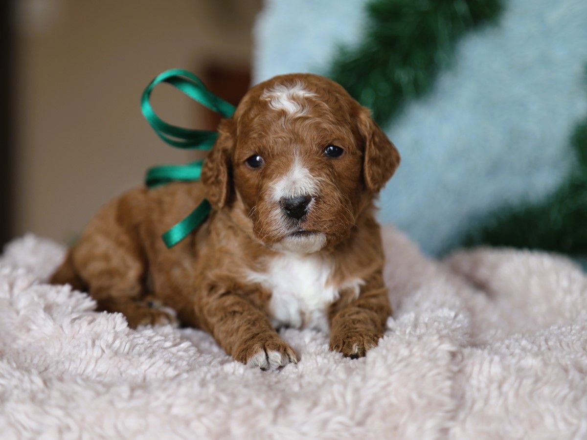 Moose • click to meet