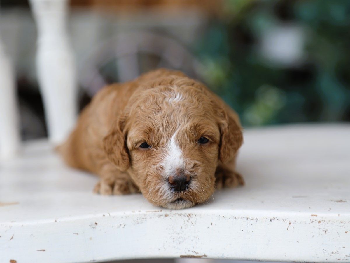 Ivy (3).JPG