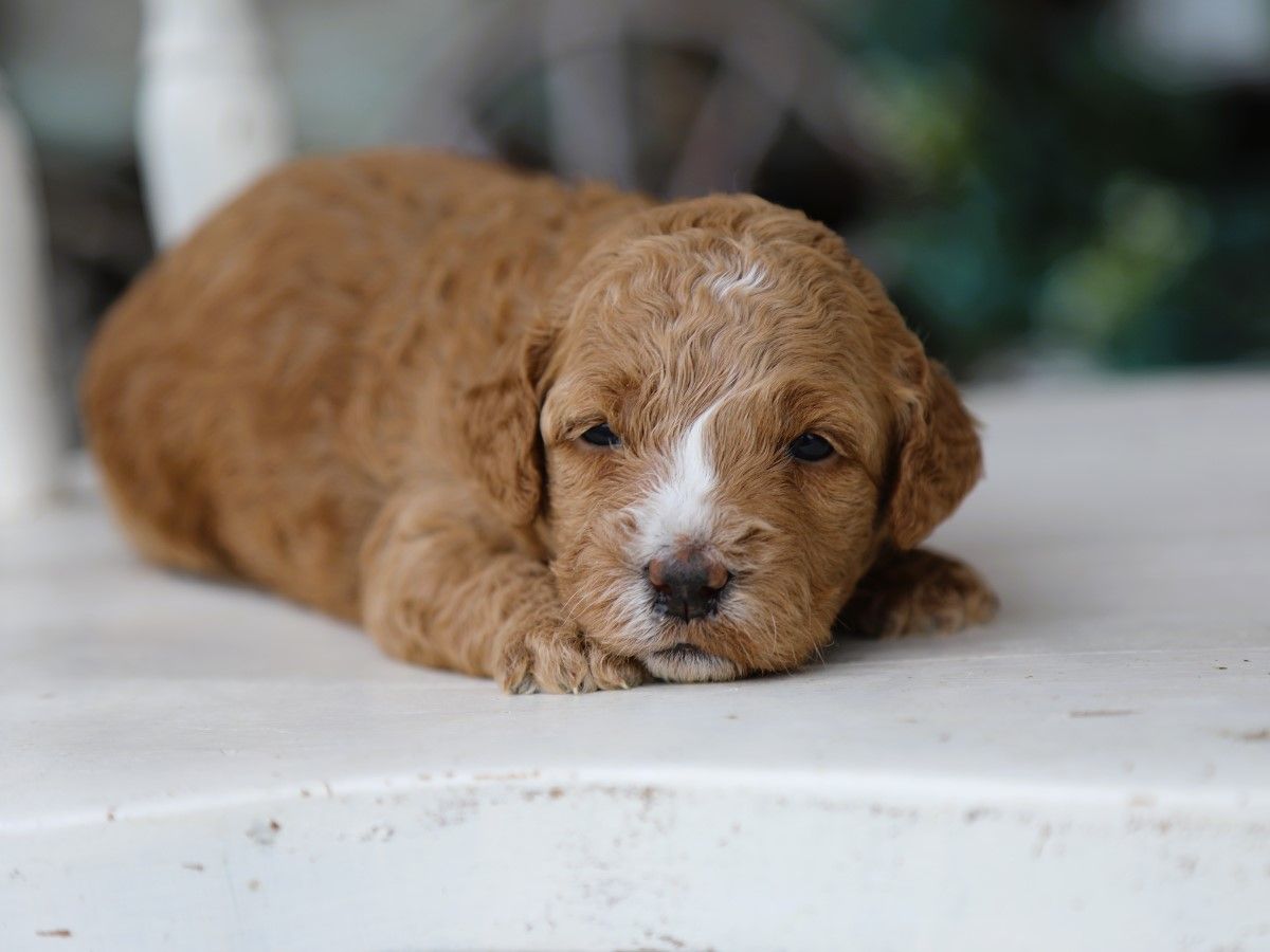 Ivy • click to meet