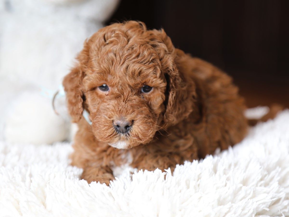 bentley (3).JPG
