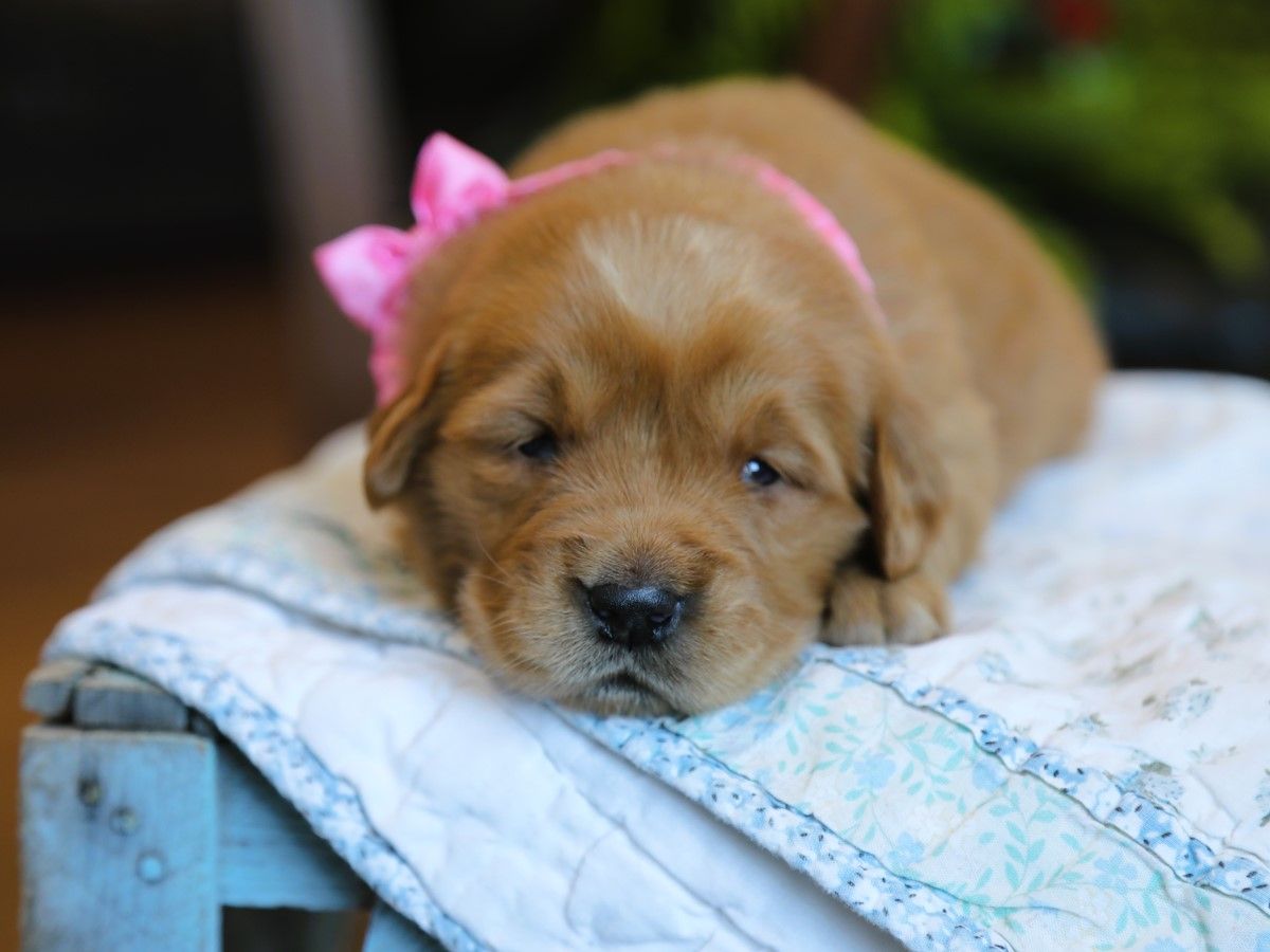 Nala (4).JPG