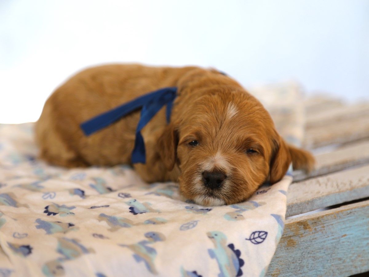 Coby • click to meet