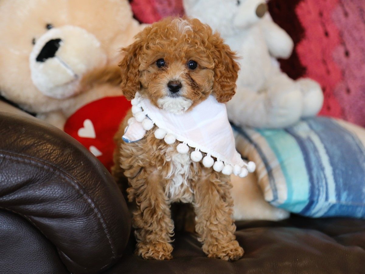  Judith • click to meet