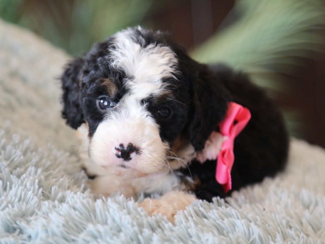 Bella - click to meet