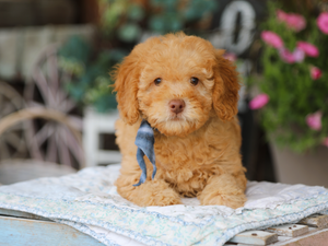  Tucker • click to meet
