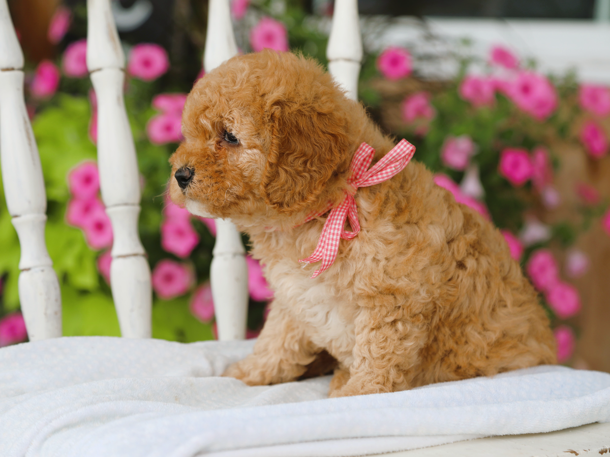 flossie (2).png