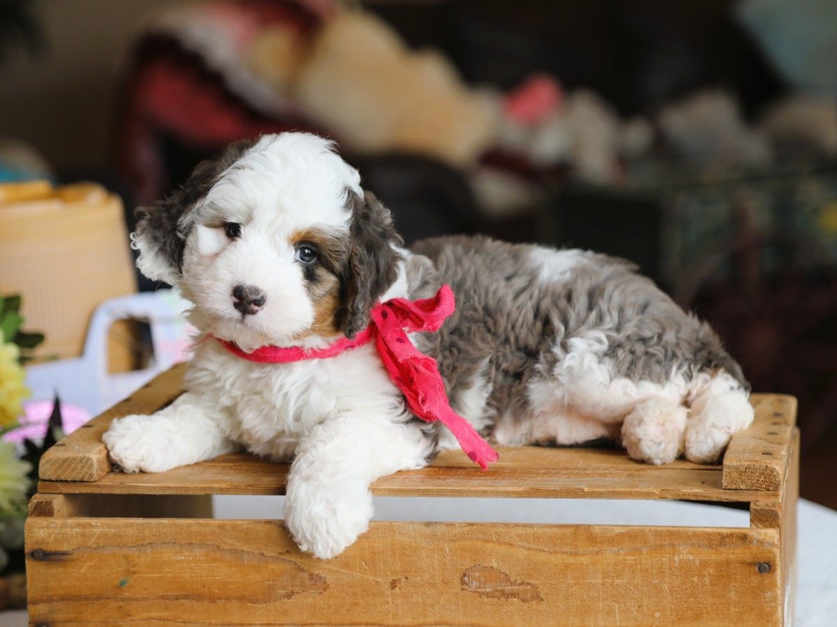 Meadow • Click to Meet