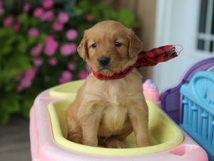 Blaze • Click to meet