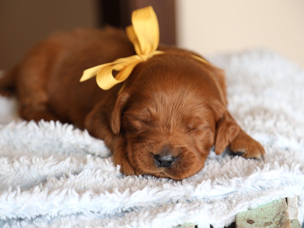 Wyatt • click to meet