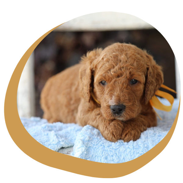 Golden Doodle  - Image 1.png