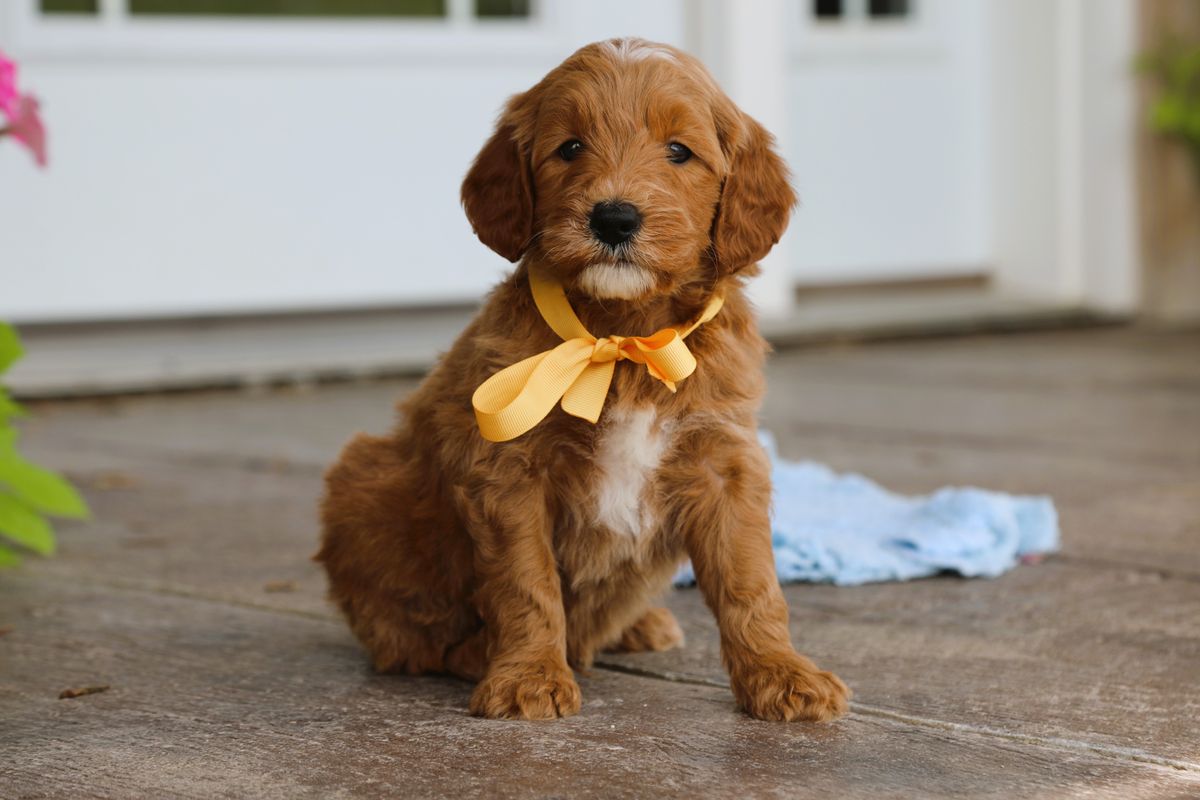 Troy (8).JPG