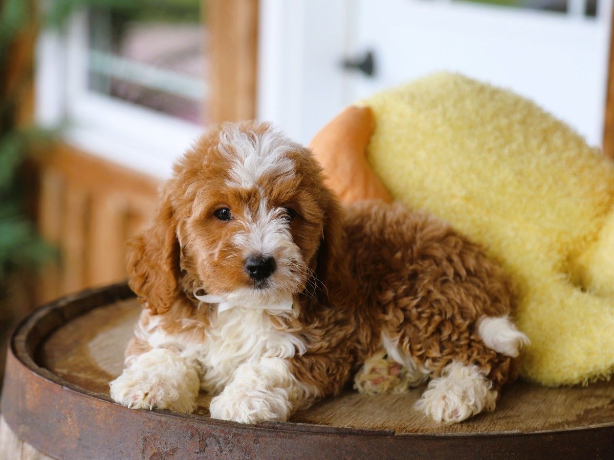 milo (2).JPG