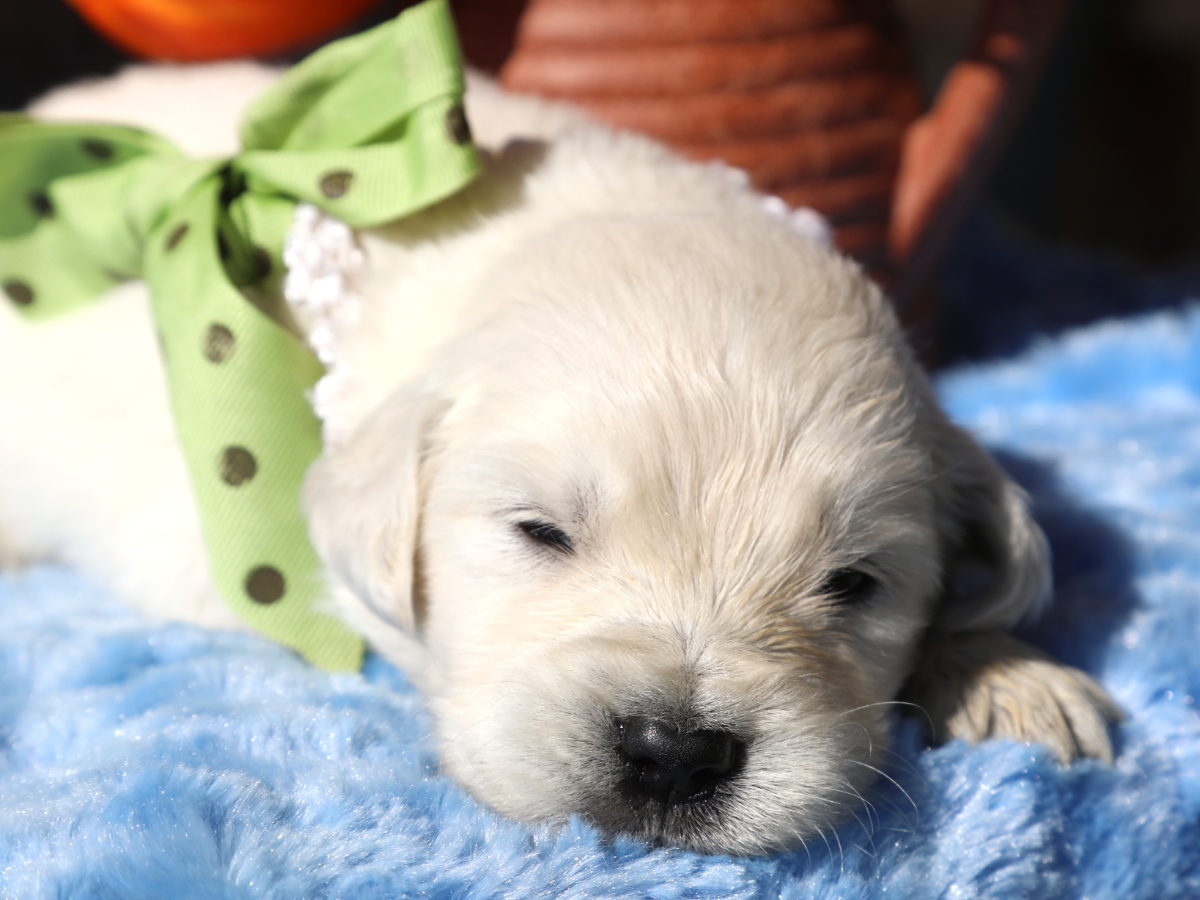 Butters (3).png