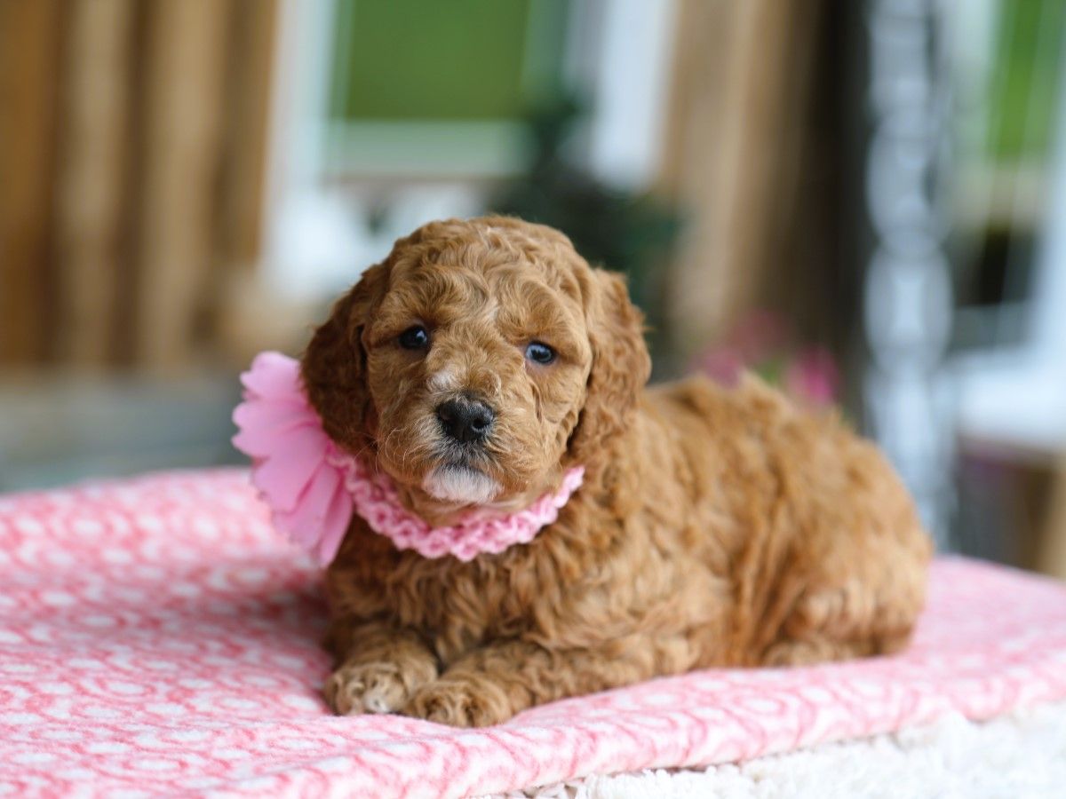 Primrose • click to meet