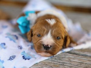 Willis • click to meet