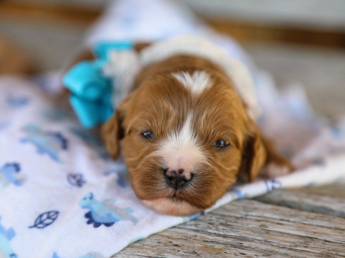 Willis • click to meet