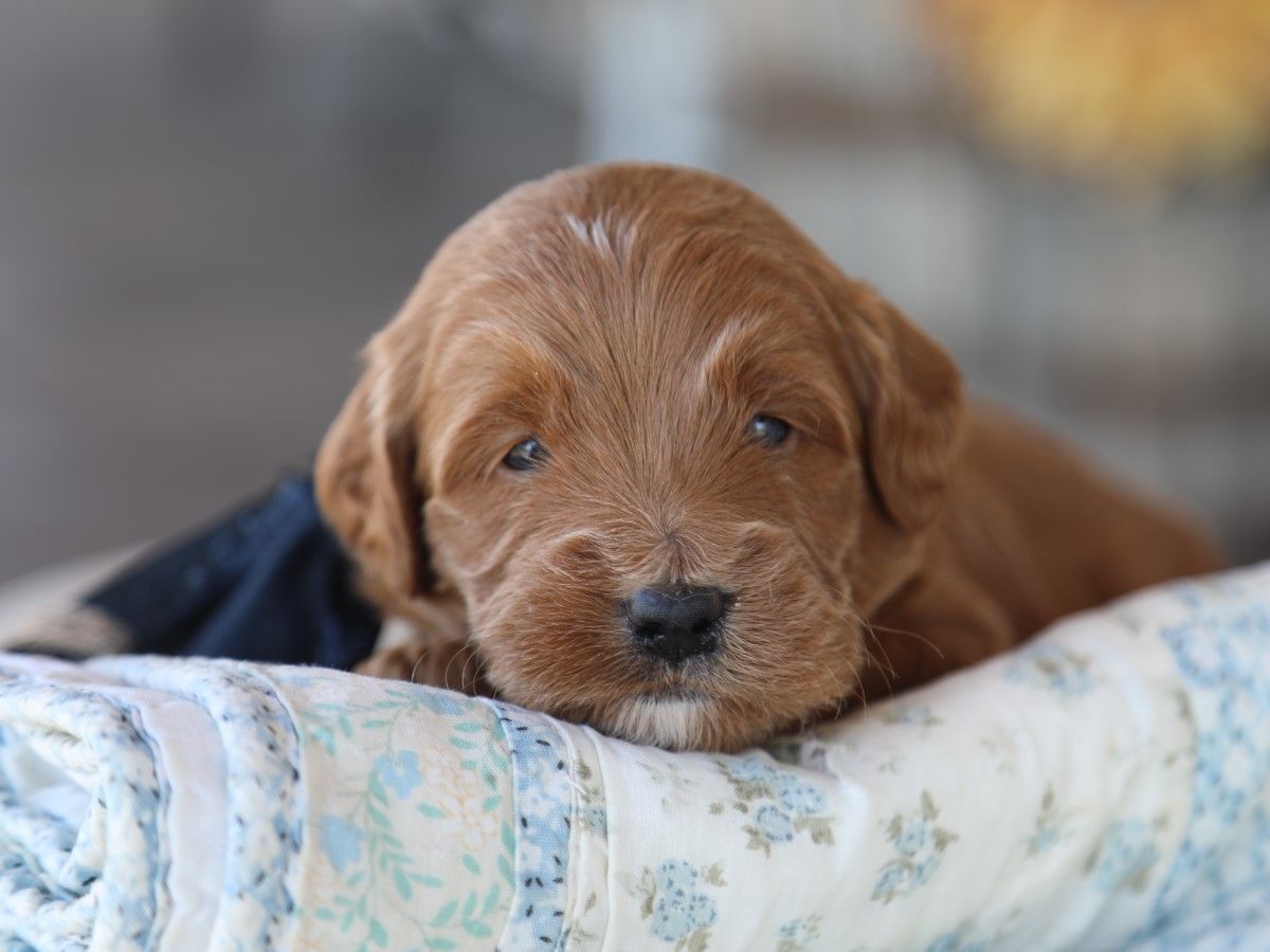 Hershey - click to meet
