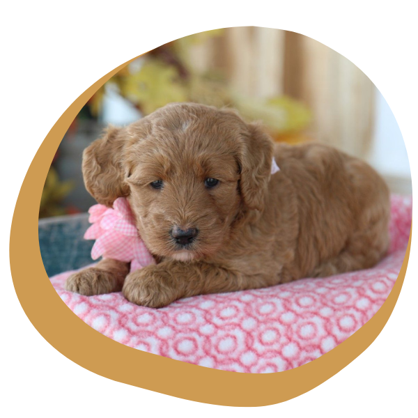 Doodle Dogs for Sale - Image 4.png