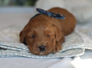 Truffle - click to meet
