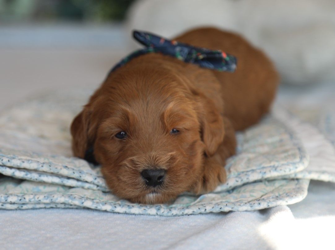 Truffle - click to meet