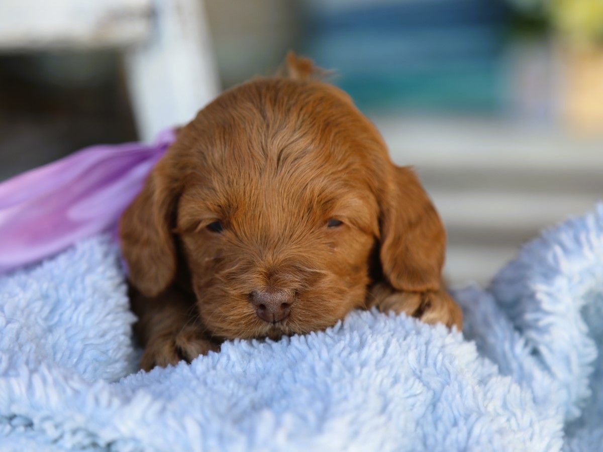 Willow (3).JPG