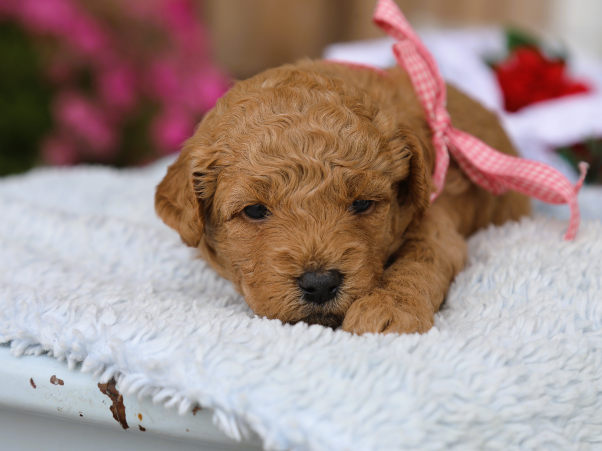 Junebug • click to meet