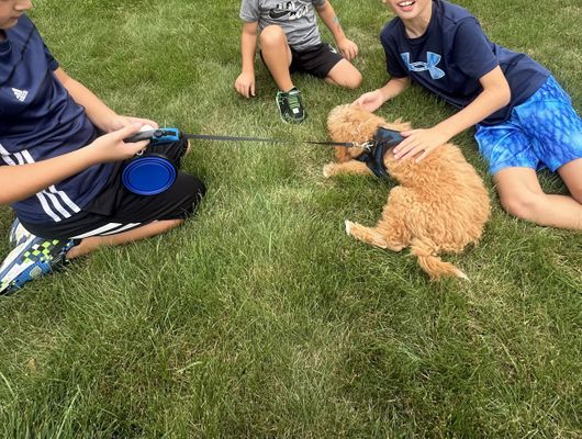 Canton, MI TIMMY • HOMED