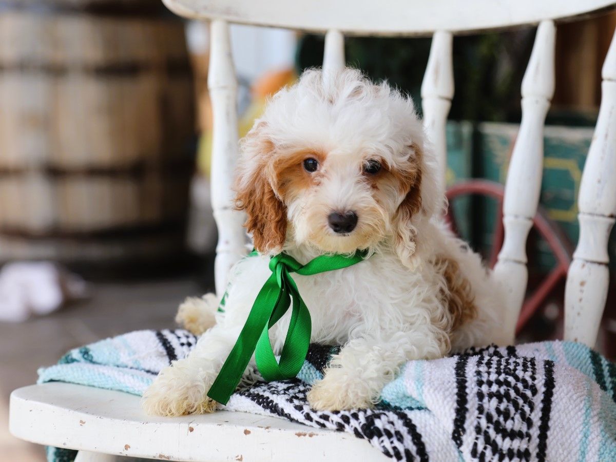 biscuit (4).JPG