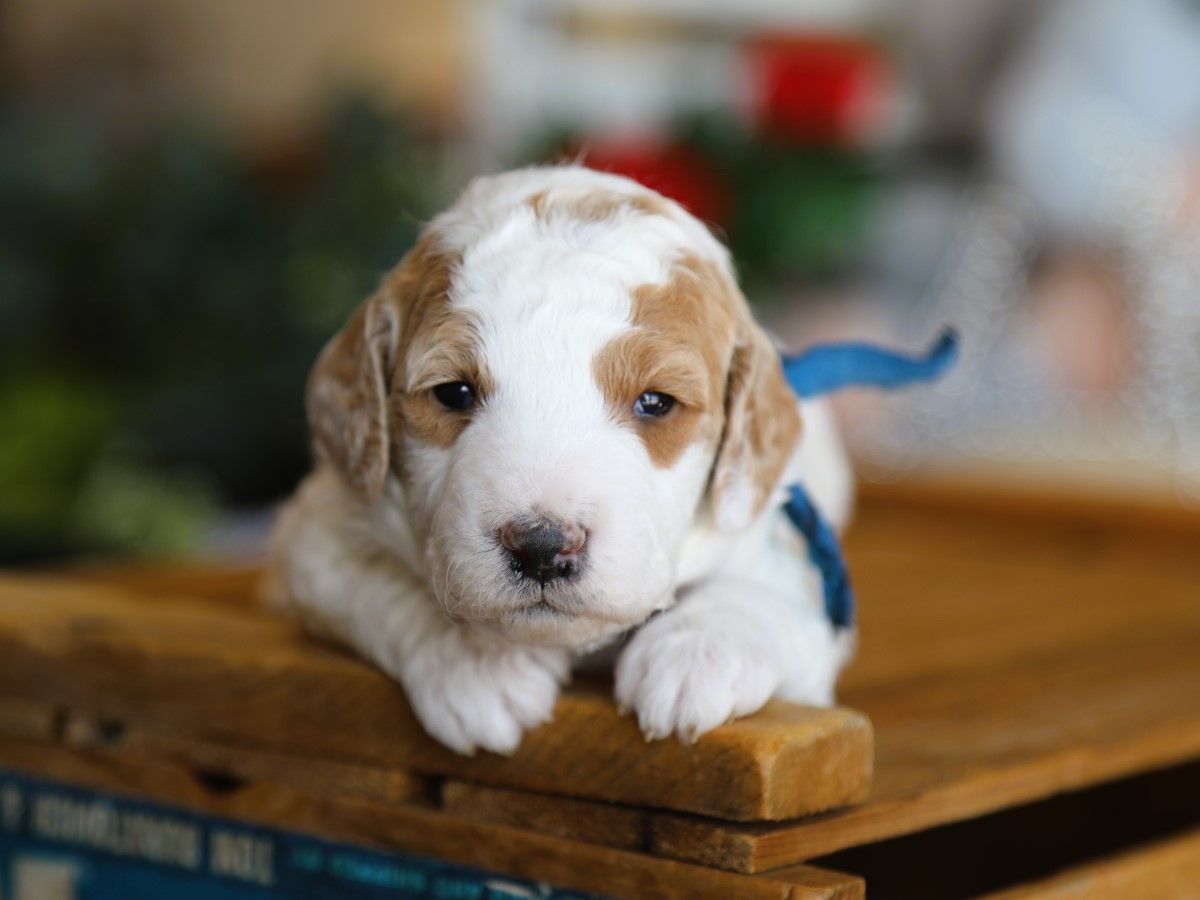 spencer (1).JPG